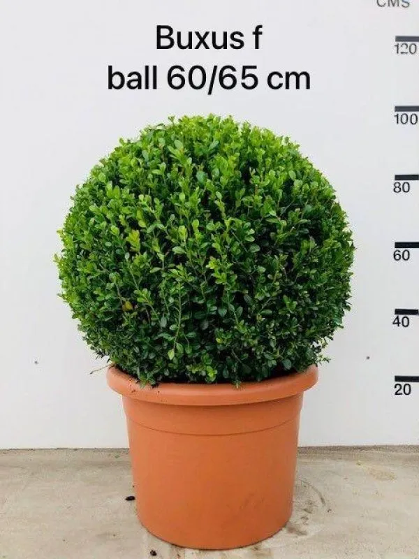 Buxus microphylla 'Faulkner'