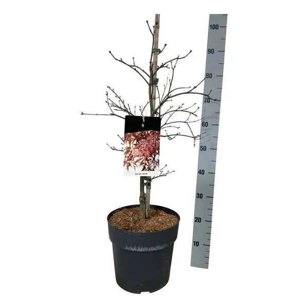 Acer palmatum 'Garnet'