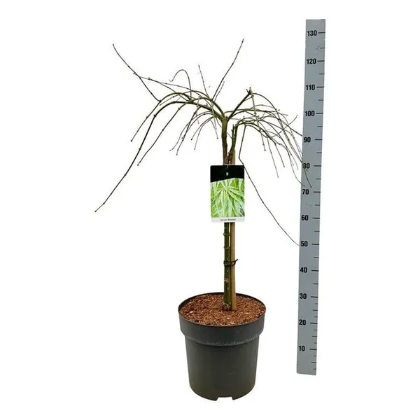 Acer palmatum 'Dissectum'