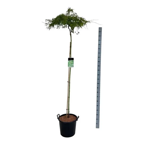 Acer palmatum 'Dissectum'