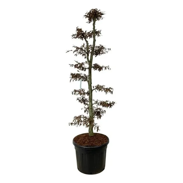 Carpinus betulus