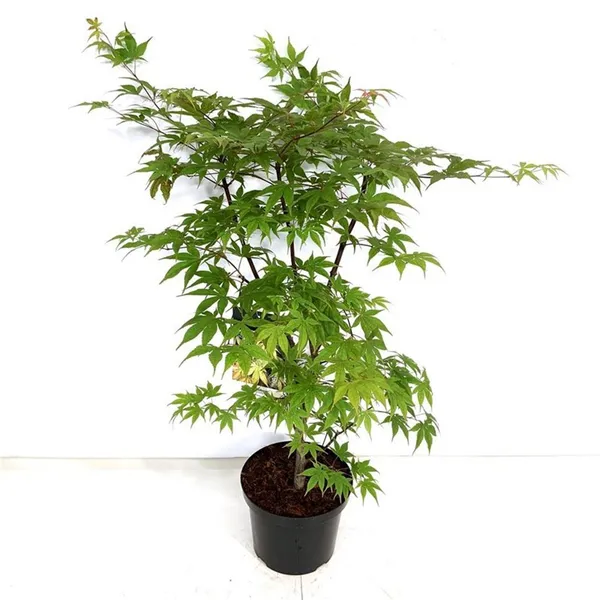 Acer palmatum 'Osakazuki'