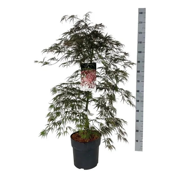 Acer palmatum 'Garnet'