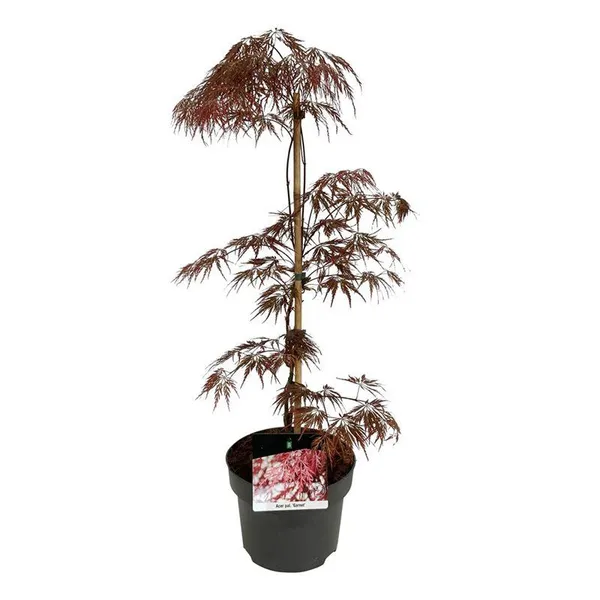 Acer palmatum 'Garnet'