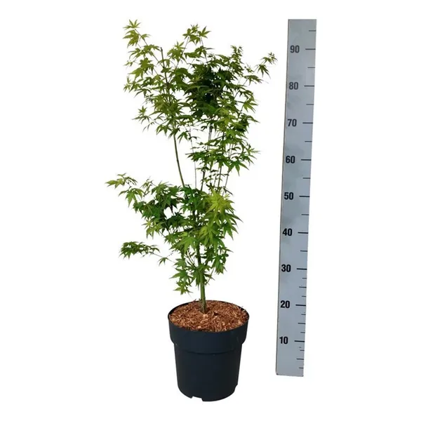 Acer palmatum 'Tsukasa Silhouette'