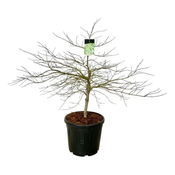 Acer palmatum 'Dissectum'