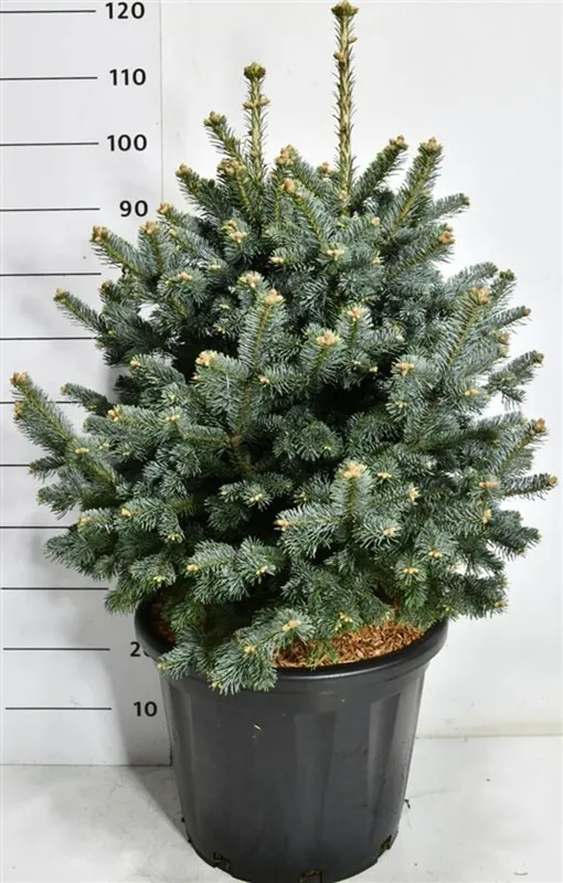 Abies lasiocarpa 'Compacta'