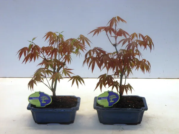 Acer palmatum 'Atropurpureum'