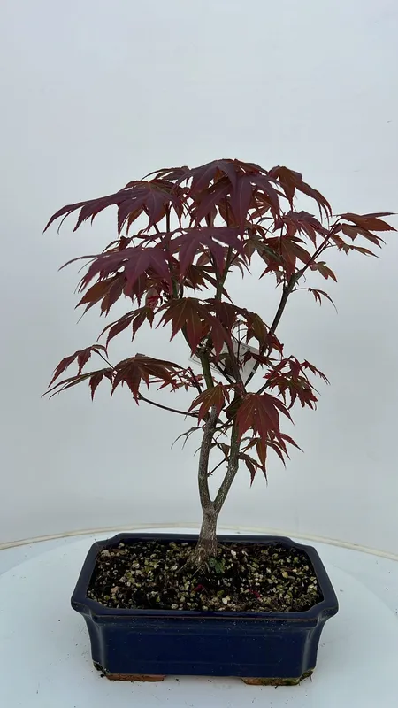 Acer palmatum 'Atropurpureum'