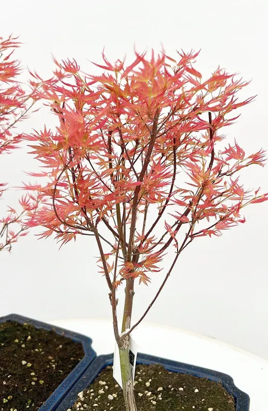 Acer palmatum 'Wilson's Pink Dwarf'