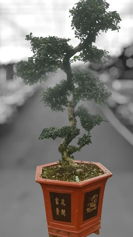 Carmona retusa 'macrophylla'