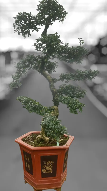 Carmona retusa 'macrophylla'