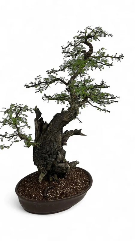 Acacia nilotica