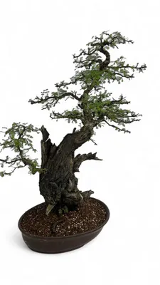 Acacia nilotica