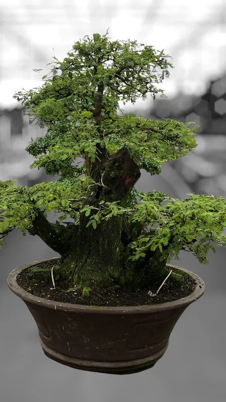 Acacia nilotica