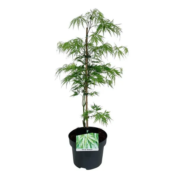 Acer palmatum 'Dissectum'
