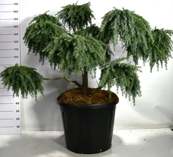 Cedrus deodara 'Feelin' Blue'