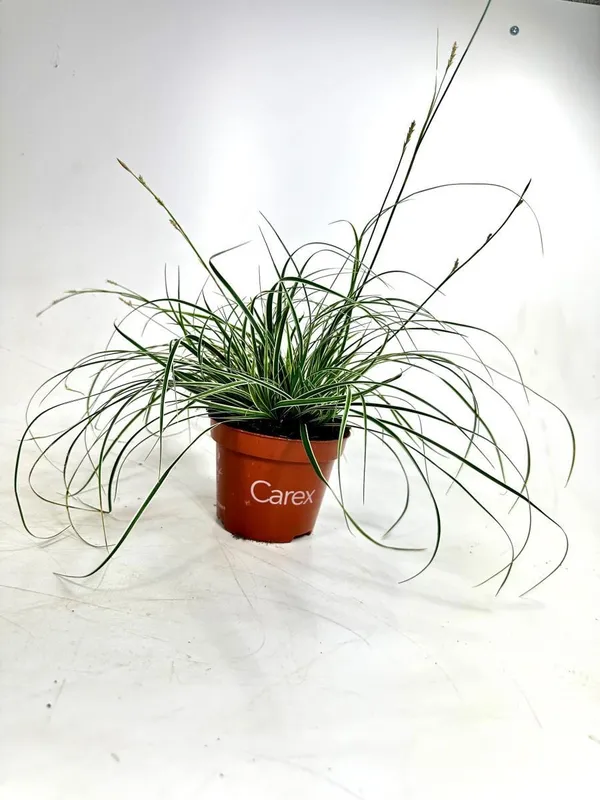 Carex conica 'Snowline'