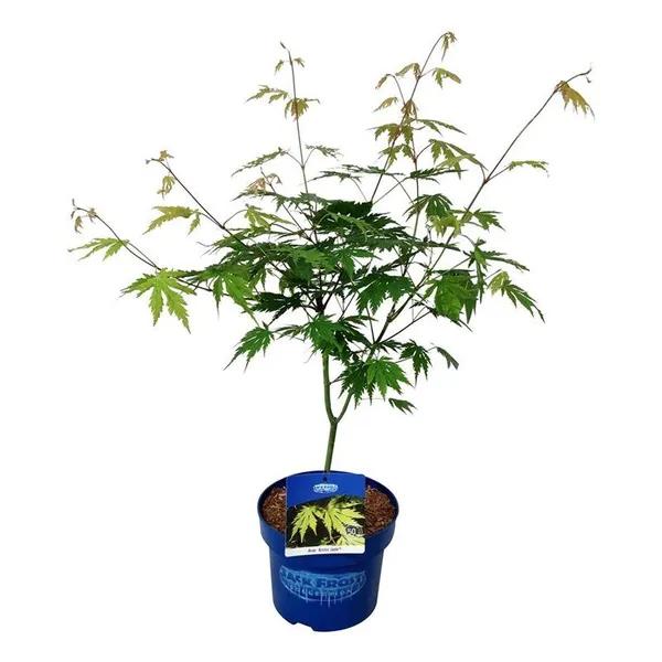 Acer 'Arctic Jade'
