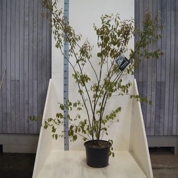 Amelanchier lamarckii