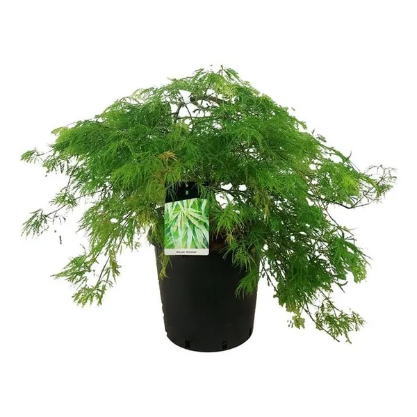 Acer palmatum 'Dissectum'