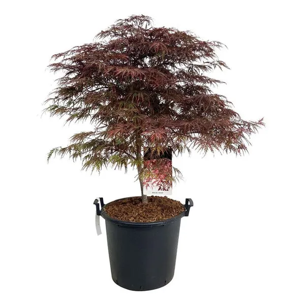 Acer palmatum 'Garnet'
