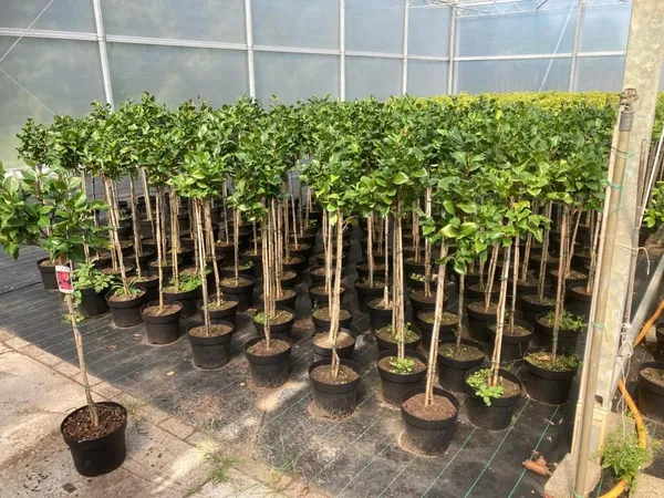 Camellia japonica 'Dr King'