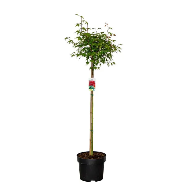 Acer palmatum