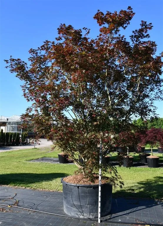Acer palmatum 'Masu-Kagami'