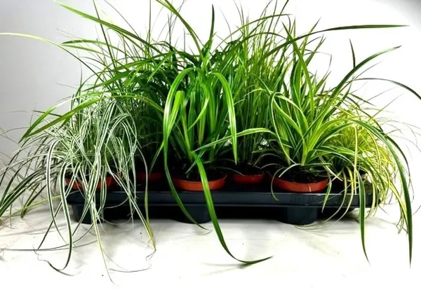 Carex oshimensis mix