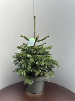 Abies nordmanniana