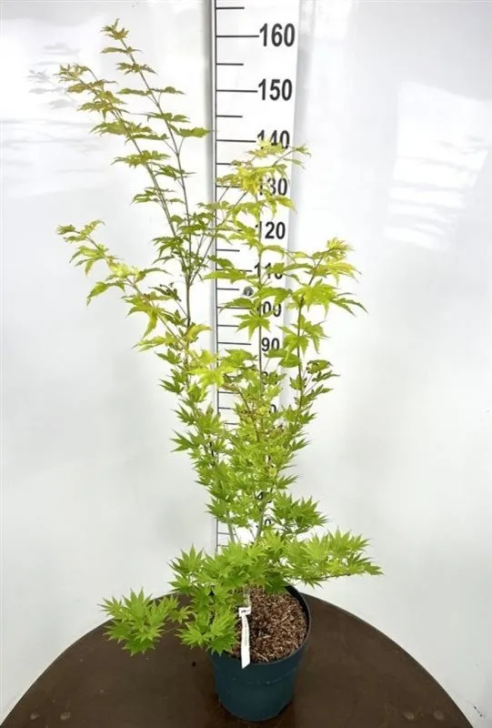 Acer shirasawanum 'Jordan'