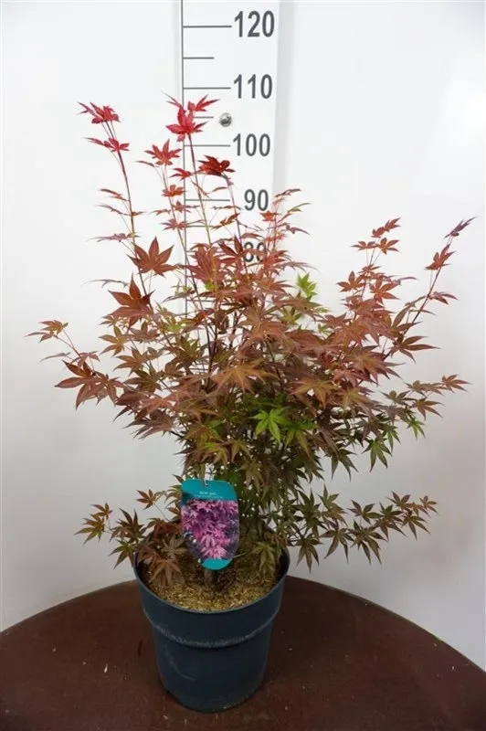 Acer palmatum 'Atropurpureum'