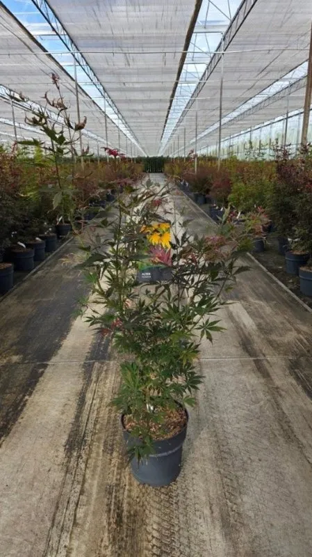 Acer palmatum 'Sumi-nagashi'