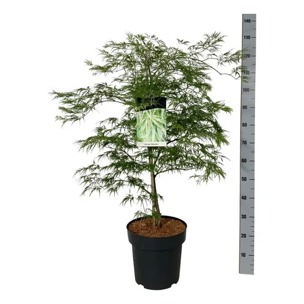 Acer palmatum 'Dissectum'