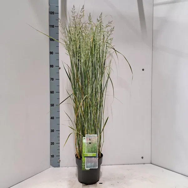 Calamagrostis x acutiflora 'Overdam'