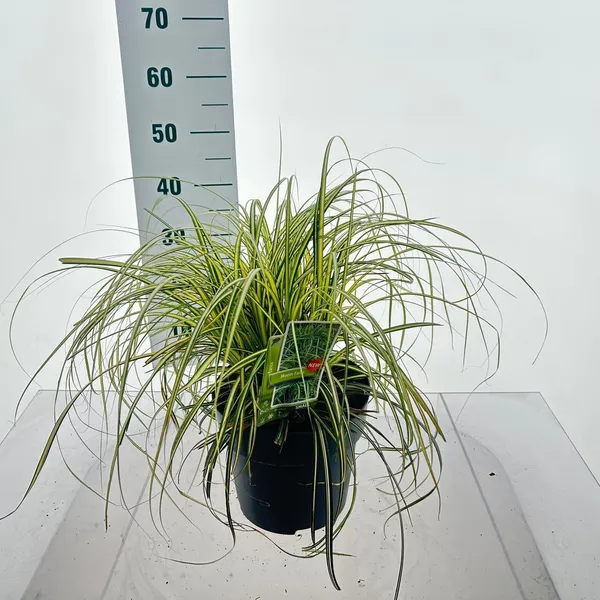 Carex oshimensis 'Moon Falls'