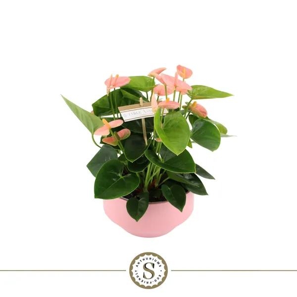 Anthurium andraeanum 'Spirit'