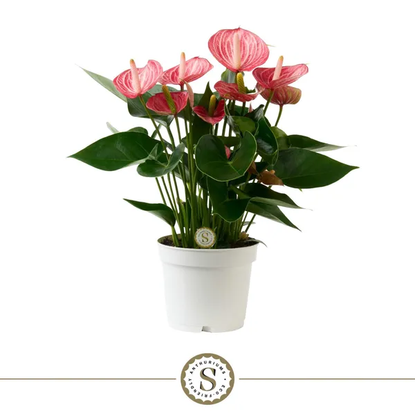 Anthurium andraeanum 'Livium Brillante'