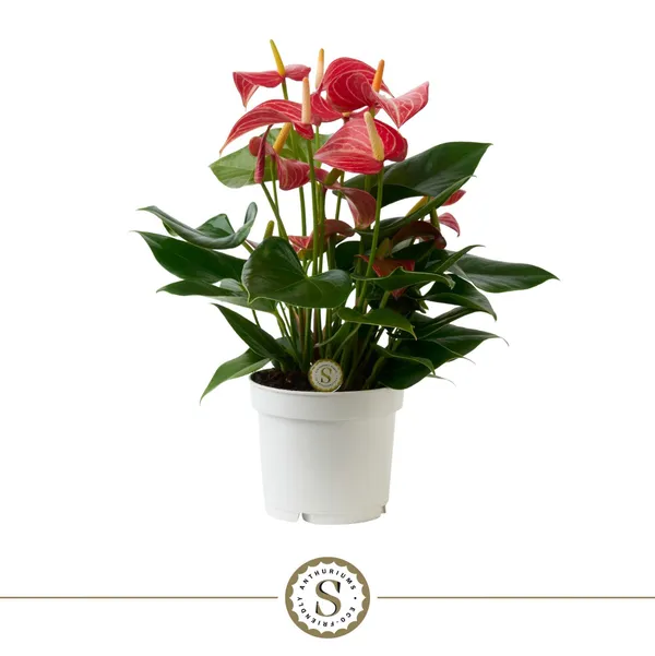 Anthurium andraeanum 'Livium Red Micro'