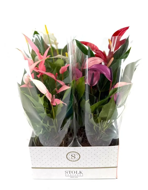 Anthurium andraeanum 'Mille Fleurs Special Mix'