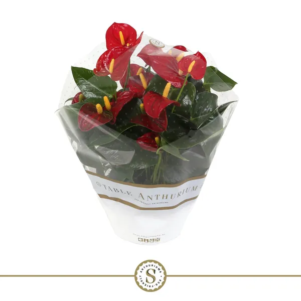 Anthurium andraeanum 'Royal Champion'