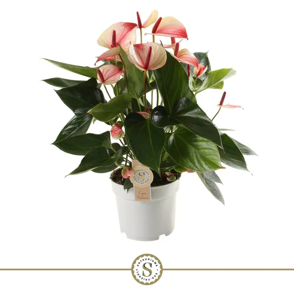 Anthurium andraeanum 'Mystique'
