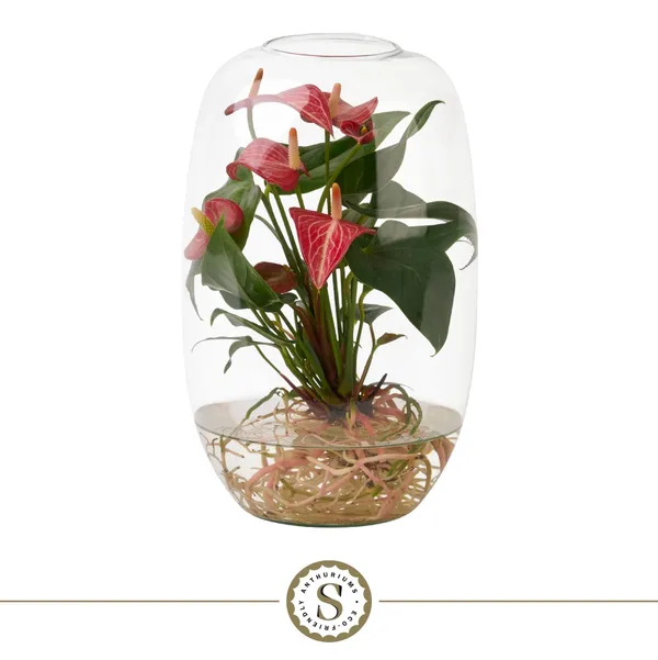 Anthurium andraeanum 'Livium'