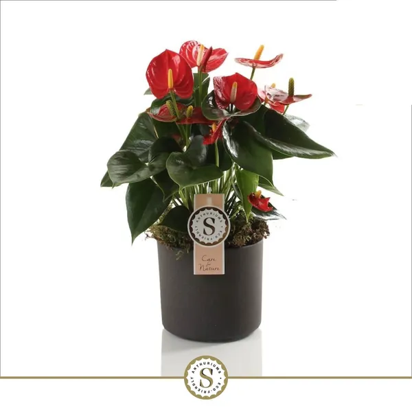 Anthurium andraeanum 'Red Champion'