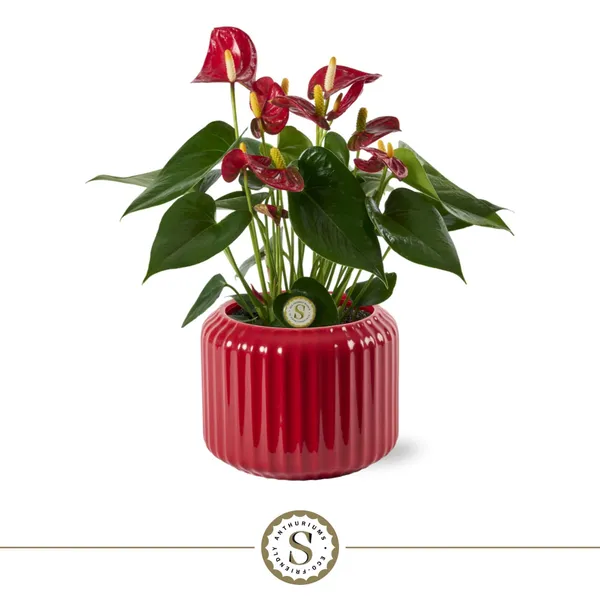 Anthurium andraeanum 'Red Champion'