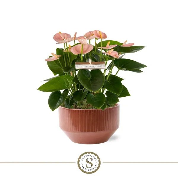 Anthurium andraeanum 'Spirit'