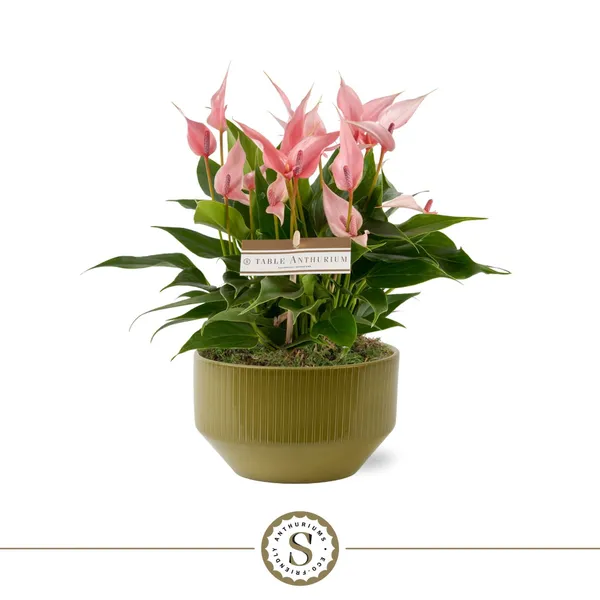 Anthurium andraeanum 'Lilli'