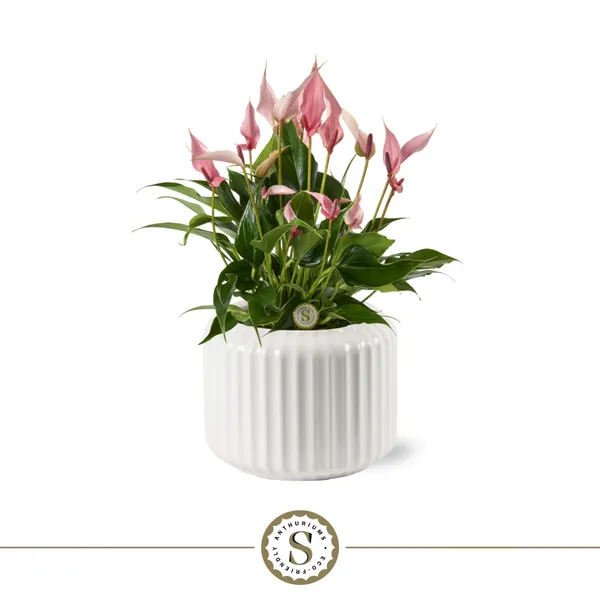 Anthurium andraeanum 'Lilli'