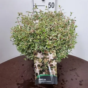 Abelia grandiflora 'Confetti'